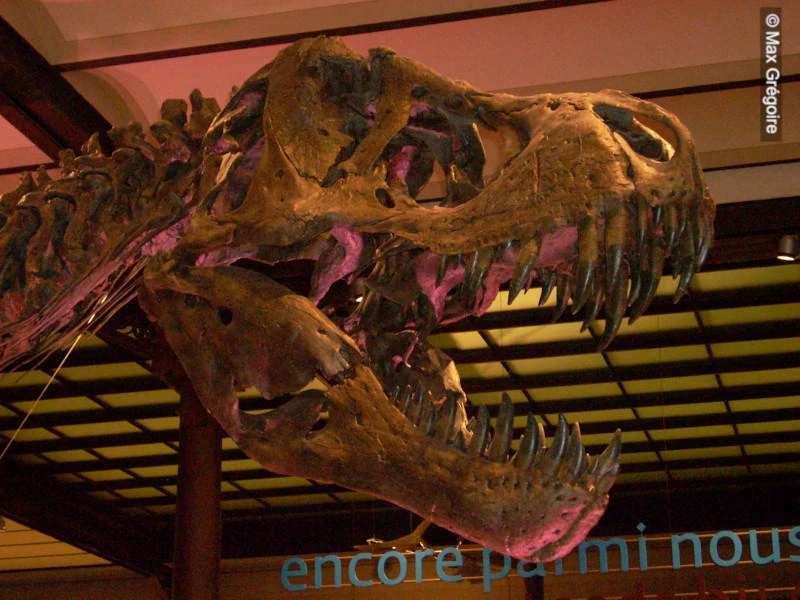 Dinosaure